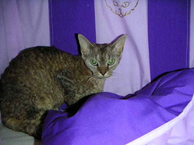popsph 0282.jpg