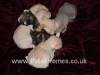 Devon Rex kittens